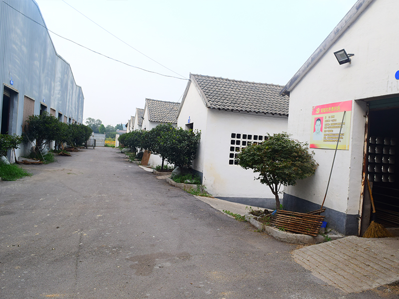 湖羊养殖基地